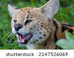 South African Serval Wild Cat