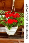 Small photo of red balsamin. decorating a balcony, a plot, caring for a personal plot. red small flowers in white hanging pot. Lush bloom. Wood alcove, cosines