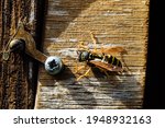Close Up Of A Common Wasp On A...