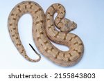 Small photo of False Horned Viper or Persian horned viper (Pseudocerastes persicus) is a species of venomous vipers endemic to the Middle East and Asia