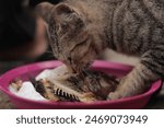 Photo of a cat eating fish bones