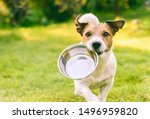 Hungry or thirsty dog fetches metal bowl to get feed or water