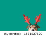 New year and Christmas concept with Dog wearing reindeer antlers headband against solid green background