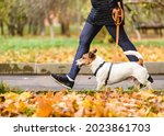 Well trained dog walking on loose leash next to owner in autumn park on warm sunny day