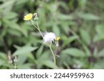 Small photo of "JOMBANG" is a short, yellow-flowered herb with broad, flat leaves and squiggly edges. The Jombang flower usually grows on the slopes of mountains.