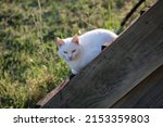 Small photo of Adult White Fur House Cat with Stealthy Menacing Stare Resting on Dried Wooden Staircase in Backyard. Pelham, GA. USA March 25,2020.