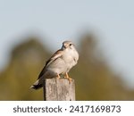 Small photo of Nankeen Kestrel (Falco enchroides) perched on a wood fence post with bokeh blue sky and green foliage background at Maitland new South Wales Australia