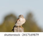 Small photo of Nankeen Kestrel (Falco enchroides) perched on a wood fence post with bokeh blue sky and green foliage background at Maitland new South Wales Australia