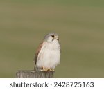 Small photo of Nankeen Kestrel (Falco cenchroides) perched on a timber fence post with bokeh background at Maitland New South Wales Australia