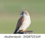 Small photo of Nankeen Kestrel (Falco cenchroides) perched on a timber fence post with bokeh background at Maitland New South Wales Australia