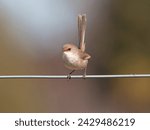 Small photo of Superb Fairywren (Malurus cyaneus) perched on a wire fence with bokeh background at Maitland New South Wales Australia