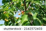 Small photo of cherries ripened in the garden at Vanya's uncles