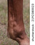 Small photo of Horses hind leg showing slight swelling in the fetlock. Possibly wind galls. Equestrian