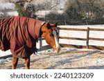 Small photo of Horse outside in winter, wearing a turnout rug in a pen.