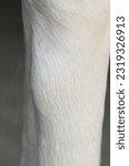 Small photo of Close up of splint bone on horses front leg. Bony lump on leg. Equestrian