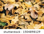 Small photo of Viscid violet cort mushroom in autumn leaves with acorn in sunny woods. Mushroom hunting in autumn forest. Cortinarius iodes. Fungi