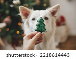 Merry Christmas and Happy Holidays!Woman hand holding christmas tree toy at cute dog nose. Pet and winter holidays. Adorable funny white danish spitz dog helping decorate festive room.