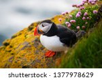 Atlantic Puffin Also Know As...