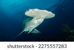Small photo of The hammerhead sharks are a group of sharks that form the family Sphyrnidae, so named for the unusual and distinctive structure of their heads, which are flattened and laterally extended to a hammer.
