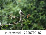 Small photo of bird stays at the branch burung tinggal di ranting