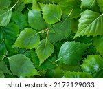 Birch leaves texture background. Spring birch green leaves pattern with copy space. Top view or flat lay canvas with fresh green leaves of birch