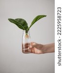 Small photo of Propagating Fiddle Leaf Fig. Female hand hold glass bottle with water and rooted cutting with two leaves and white roots. How to propagate fiddle leaf fig tree, urban gardening concept.