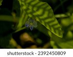 A blue tiny flower blooming in a thicket of plants on the forest floor.A tropical-looking thicket of green plants from the forest floor (or understory) in a European forest in Poland .