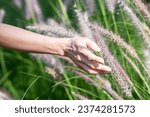 Small photo of Close up view of beautiful female hand touching fountain grass growing in blooming countryside meadow.Woman's hand touching and enjoying beauty fountain grass. Nature fountain grass. Life with nature.