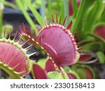 Small photo of Captivating Venus flytraps (Dionaea muscipula) showcase their intricate hunting mechanisms, ready to ensnare unsuspecting prey.