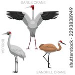 Cute Bird Brolga Sarus Crane Sandhill Set Cartoon Vector