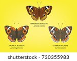 Butterfly Buckeye Set Vector...