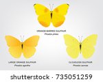 Butterfly Sulphur Set Vector...