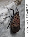 Small photo of Spectacular photo of the infamous Lantern Fly.