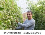 Small photo of Brasilia(DF), Brazil-June - 15,2016: Organic tomato grower, photographed in plantation with blurred foreground, highlighting grower