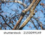A Red Bellied Woodpecker ...
