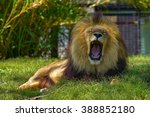 Lion Yawning In Melbourne Zoo