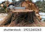 Small photo of Felling trees, chainsaw on the trunk of a horse chestnut