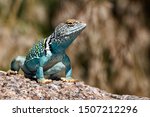 This Collared Lizard Was...