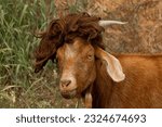 Small photo of Funny Silly Red Nubian Goat Wearing Wig and Looking at Viewer with Grass Straw Background and Space for Text
