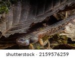 Small photo of From tadpole to brown grass frog, the almost finished little one hides under a leaf at the bottom of the pond, Rana temporaria