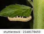 Small photo of A brown nasty caterpillar of a moth eating on a tomato leaf in the garden in the summer on the farm. The caterpillar is a voracious feeder and pest of vegetable crops, Noctuidae, Lacanobia oleracea