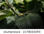 A Green Female Dragonfly  ...