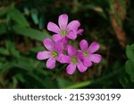 Small photo of Gentianaceae is a family of flowering plants of 103 genera and about 1600 species