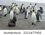 King Penguins Having A Life On...
