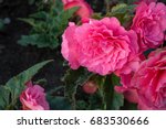Bright Pink Double Flowers Of...