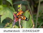 Small photo of Eueides isabella, the Isabella's longwing or Isabella's heliconian, is a species of nymphalid butterfly, belonging to the Heliconiinae subfamily
