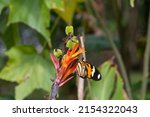 Small photo of Eueides isabella, the Isabella's longwing or Isabella's heliconian, is a species of nymphalid butterfly, belonging to the Heliconiinae subfamily