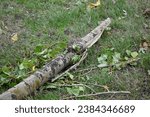 Small photo of splintered tree trunk, broken tree barrel cottonwood, tree trunk after a hurricane, broken poplar trunk on green grass, splintered tree shaft
