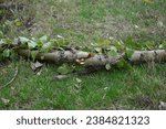 Small photo of splintered tree trunk, broken tree barrel cottonwood, tree trunk after a hurricane, broken poplar trunk on green grass, splintered tree shaft
