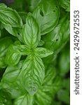 Small photo of green basil leaf texture as a background, basil leaves closeup, green background basil leaf texture, growing basil in the garden, sustainable development in food